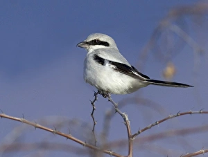 Great Grey Shrike Lanius excubitor winter Greece Great Grey Shrike Lanius excubitor winter Greece