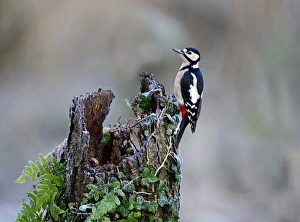 Great spotted Woodpecker Dendrocopos major Norfolk November Great spotted Woodpecker Dendrocopos major Norfolk November