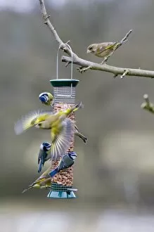 Images Dated 10th March 2006: Greenfinches and Blue Tits on garden feeder