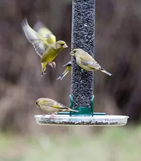 Images Dated 10th March 2006: Greenfinches on garden feeder