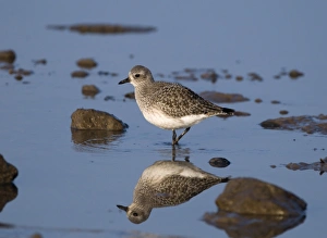 Grey Plover Pluvialis squatarola Norfolk January Grey Plover Pluvialis squatarola Norfolk January