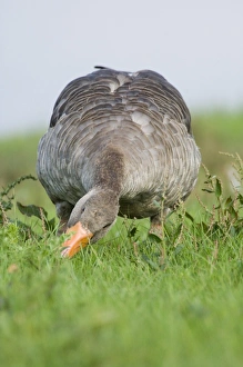 Greylag Goose Anser anser grazing Cley North Norfolk summer Greylag Goose Anser anser grazing Cley North Norfolk summer
