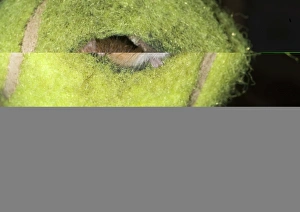 Harvest Mice Micromys minutus in tennis ball Norfolk summer Harvest Mice Micromys minutus in tennis ball Norfolk summer