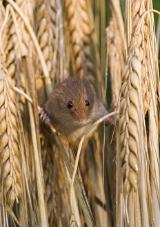 Harvest Mouse Micromys minutus on Barley Norfolk July Harvest Mouse Micromys minutus on Barley Norfolk July