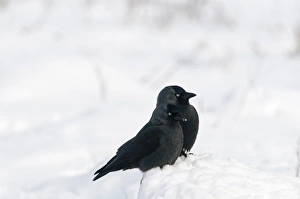Jackdaw Corvus monedula in snow Salthouse Norfolk December Jackdaw Corvus monedula in snow Salthouse Norfolk December