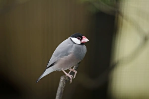 Prints of Java Sparrow (Padda oryzivora) in captivity Parrot Prints: Java Sparrow Print in Captivity