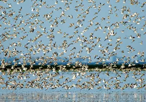 Popular themes/birds/knot calidris canutus snettisham rspb reserve Popular themes/birds/knot calidris canutus snettisham rspb reserve
