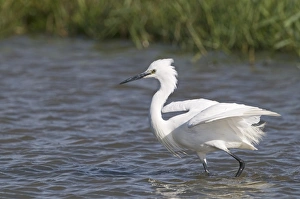 Little Egret Egretta garzetta fishing Norfolk July Little Egret Egretta garzetta fishing Norfolk July