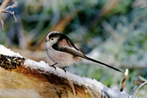 Popular themes/birds/long tailed tit aegithalos caudata winter uk Popular themes/birds/long tailed tit aegithalos caudata winter uk