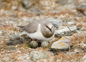 Magellanic Plover Pluvianellus socialis at nest with eggs Tierra del Fuego Chile November Magellanic Plover Pluvianellus socialis at nest with eggs Tierra del Fuego Chile November