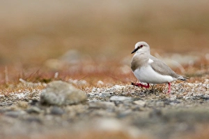 Magellanic Plover Pluvianellus socialis Tierra del Fuego Chile November NOTE: Critically Magellanic Plover Pluvianellus socialis Tierra del Fuego Chile November NOTE: Critically