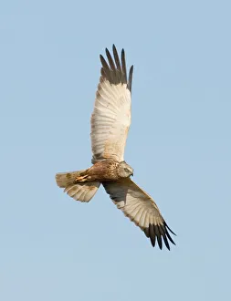 Marsh Harrier Circus aeruginosus male Cley Norfolk April Marsh Harrier Circus aeruginosus male Cley Norfolk April