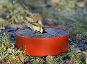 David Tipling Wildlife Images Prints: Marsh Tit drinking