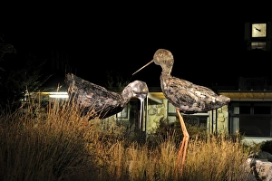 Metal sculptures of the Black Stilt (Kaki) in the market place Twizel made by local Metal sculptures of the Black Stilt (Kaki) in the market place Twizel made by local
