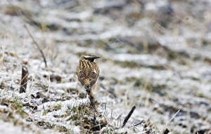 Migrant Whinchat Saxicola rubetra in blizzard Georgia April Migrant Whinchat Saxicola rubetra in blizzard Georgia April