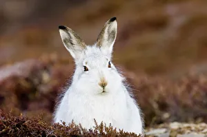 Mountain Hare lepus timidus on mountainside scotland winter Mountain Hare lepus timidus on mountainside scotland winter