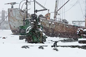 Old Whaling Ship the Petrel and Gentoo penguins at old whaling station of Grytviken Old Whaling Ship the Petrel and Gentoo penguins at old whaling station of Grytviken