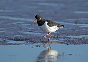 Oystercatcher, Haematopus ostralegus, adult in winter plumage, Lindisfarne, Northumberland Oystercatcher, Haematopus ostralegus, adult in winter plumage, Lindisfarne, Northumberland