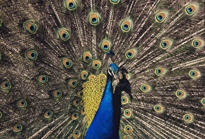 Jungle Wildlife Photography Prints: Peacock in display