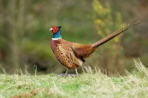 Pheasant Phasianu colchicus male Northumberland spring Pheasant Phasianu colchicus male Northumberland spring