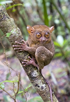 Philippine Tarsier Tarsius syrichta Bohol Philippines Philippine Tarsier Tarsius syrichta Bohol Philippines
