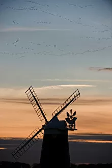 Norfolk Collection: Pink footed Geese Anser brachyrhynchos skeins flying to roost at dusk over windmill