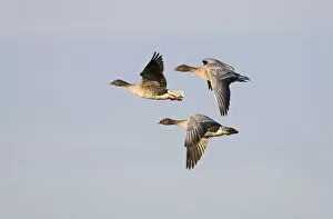 Norfolk Collection: Pink-footed Geese Anser brachyrhynchus Norfolk