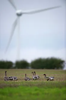 Pink-footed Geese with wind turbine in background Nr Horsey Norfolk winter Pink-footed Geese with wind turbine in background Nr Horsey Norfolk winter