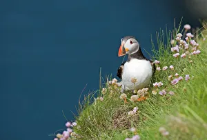 Puffin Fratercula arctica Sumburgh Head Shetland June Puffin Fratercula arctica Sumburgh Head Shetland June