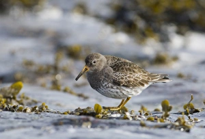 Purple Sandpiper Calidris maritima Northumberland UK winter Purple Sandpiper Calidris maritima Northumberland UK winter