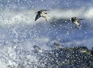 Purple Sandpipers Calidris maritima Northumberland winter Purple Sandpipers Calidris maritima Northumberland winter