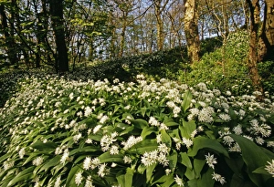 Prints of Ramsons (Wild Garlic), Stackpole Woods, Pembrokeshire, Wales, spring Images Dated 2009 October: Ramsons in Spring Print, Stackpole Woods