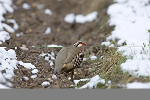 Red-legged Partridge Alectoris rufa on farmland in winter Norfolk Red-legged Partridge Alectoris rufa on farmland in winter Norfolk