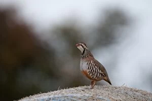 Images Dated 14th October 2009: Red-legged Partridge Alectoris rufa on hay bale Norfolk