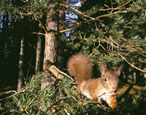 Red Squirrel Prints: Red Squirrel, Sciurus vulgaris, Cairngorm National Park, Strathspey, Scottish Highlands