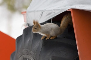 Red Squirrel on wheel of snow plough Oulu Finland winter Red Squirrel on wheel of snow plough Oulu Finland winter