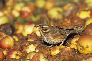 Redwing Turdus iliacus feeding on windfall apples in a garden orchard Kent UK November Redwing Turdus iliacus feeding on windfall apples in a garden orchard Kent UK November