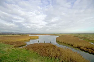 Reed beds at Farlington Marshes (langstone Harbour) Hants Reed beds at Farlington Marshes (langstone Harbour) Hants