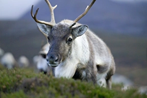 Reindeer Cairngorms National Park Scotland winter Reindeer Cairngorms National Park Scotland winter