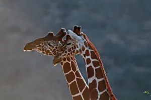 Reticulated Giraffe Giraffa camelopardalis Samburu Kenya Reticulated Giraffe Giraffa camelopardalis Samburu Kenya