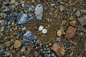 Scottish Seabirds Photography Prints: Ringed Plover eggs in nest scrape