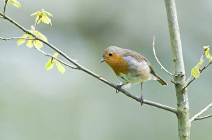 Wildlife Photographer David Tipling Prints: Robin Erithacus rubecula Norfolk spring
