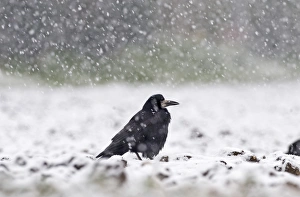 Rook Corvus frugilegus in blizzard Norfolk winter Rook Corvus frugilegus in blizzard Norfolk winter