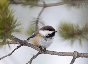 Siberian Tit Parus cinctus Finnish Lapland Finland winter Siberian Tit Parus cinctus Finnish Lapland Finland winter