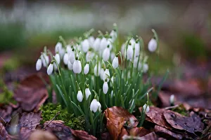 Snowdrops in woodland at Great Walsingham Norfolk February Snowdrops in woodland at Great Walsingham Norfolk February