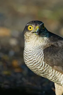 Sparrowhawk Accipiter nisus drinking at pool Norfolk spring Sparrowhawk Accipiter nisus drinking at pool Norfolk spring
