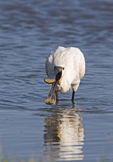Spoonbill Platalea leucorodia Cley Norfolk July Spoonbill Platalea leucorodia Cley Norfolk July
