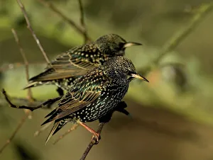 Starlings Sturnus vulgaris in garden Kent winter Starlings Sturnus vulgaris in garden Kent winter