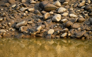 Eurypygiformes Prints: Sunbittern Print, Amazon Peru