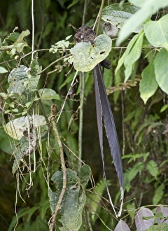 Swallow Tailed Nightjar Swallow Tailed Nightjar